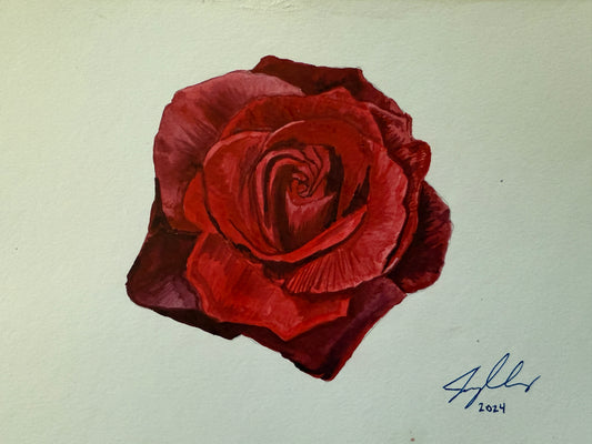 Red Rose Watercolor with white background